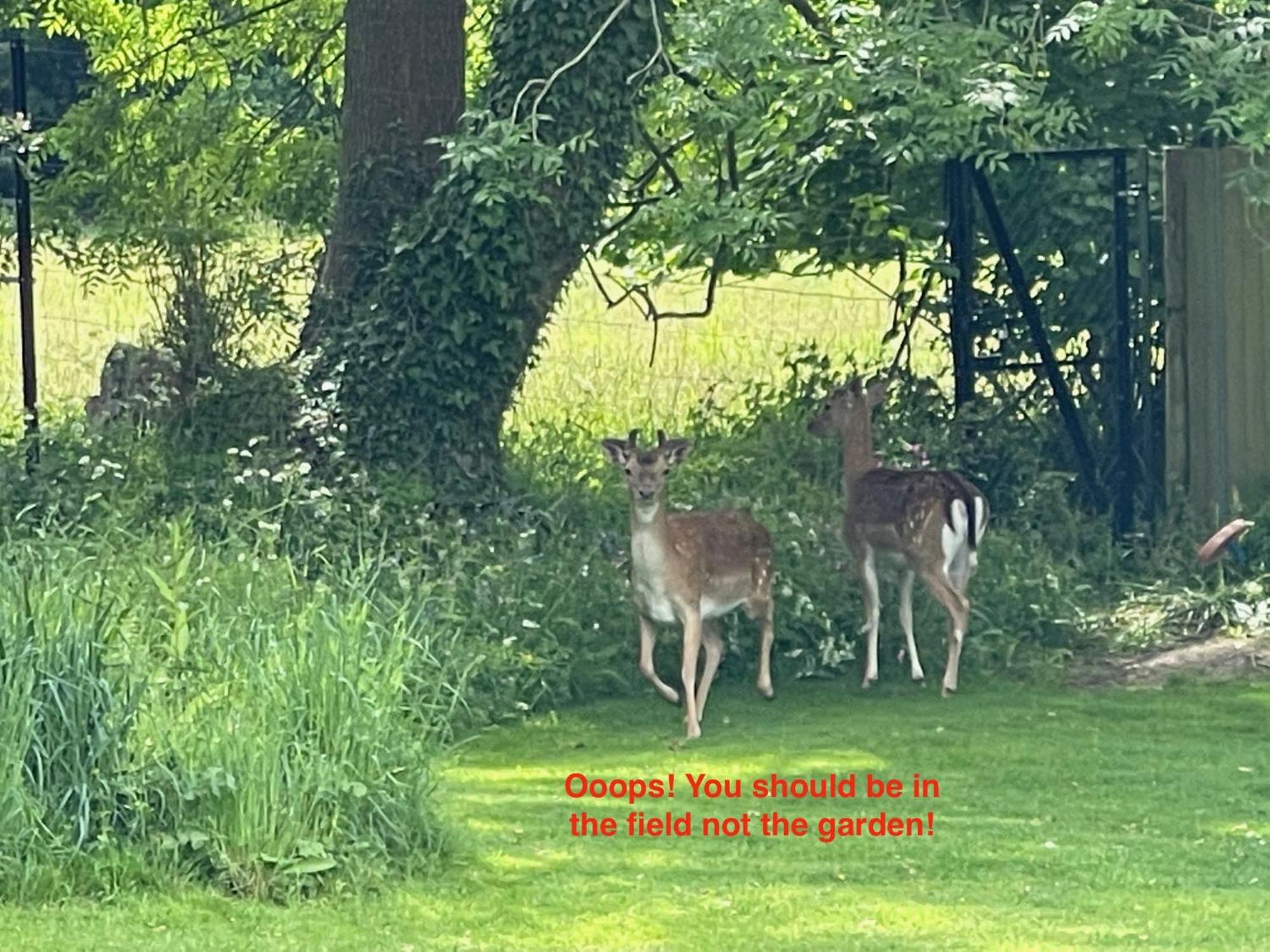 Fernwood Bed & Breakfast Ringwood Bagian luar foto
